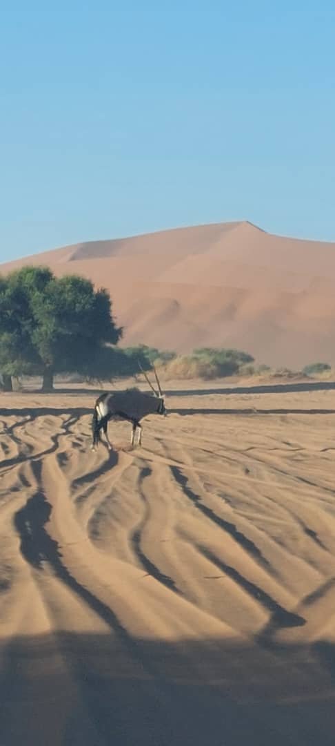 Close up of Namib desert sands with dune ridges in Sossusvlei